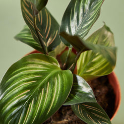 Close-up of Calathea 'Beauty Star' leaves