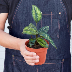 Calathea 'Beauty Star' in a 4 inch pot, held in hand