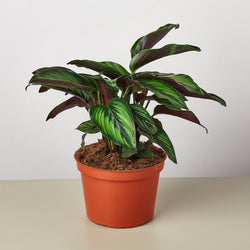 Calathea 'Beauty Star' in a 6 inch pot
