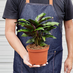 Calathea 'Beauty Star' in a 6 inch pot, held in hand