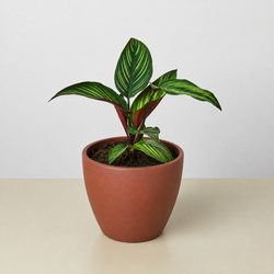 Calathea 'Beauty Star' in a 4 inch pot, in a terracotta eco pot
