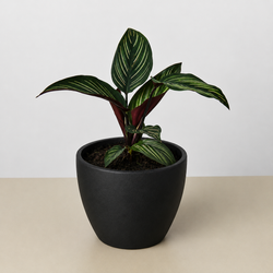 Calathea 'Beauty Star' in a 4 inch pot, in a black eco pot