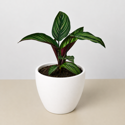 Calathea 'Beauty Star' in a 4 inch pot, in a white eco pot