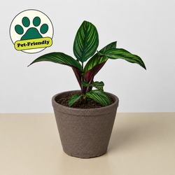 Calathea 'Beauty Star' in a 4 inch pot, in a fiber pot