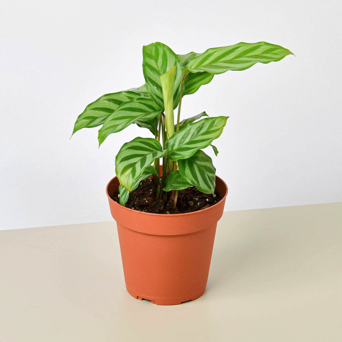Calathea 'Freddie' in a 4 inch pot