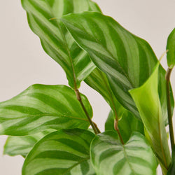 Close-up of Calathea 'Freddie' leaves