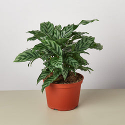 Calathea 'Freddie' in a 6 inch pot