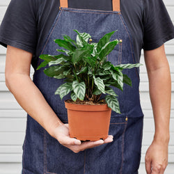 Calathea 'Freddie' in a 6 inch pot, held in hand