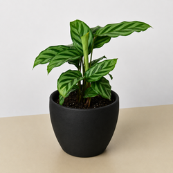 Calathea 'Freddie' in a 4 inch pot, in a black eco pot