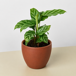 Calathea 'Freddie' in a 4 inch pot, in a terracotta eco pot