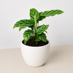 Calathea 'Freddie' in a 4 inch pot, in a white eco pot
