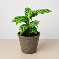 Calathea 'Freddie' in a 4 inch pot, in a fiber pot