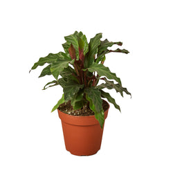 Calathea 'Furry Feather', photo 1