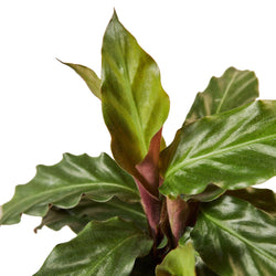 Calathea 'Furry Feather', photo 2