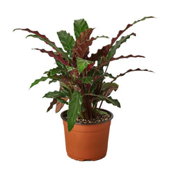 Calathea 'Furry Feather' in a 6 inch pot