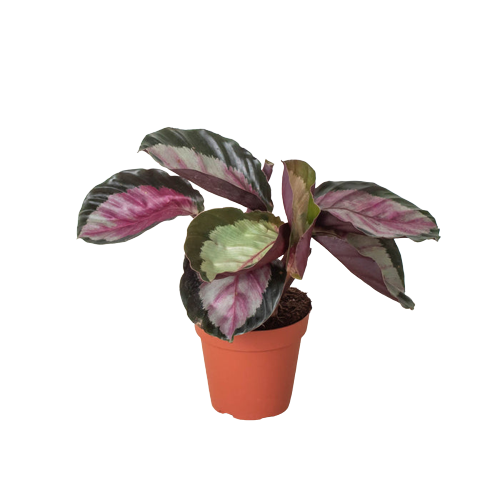 Calathea 'Silvia', photo 1