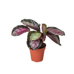 Calathea 'Silvia', photo 1