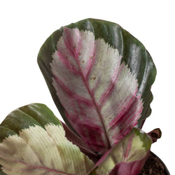 Calathea 'Silvia' in a 4 inch pot