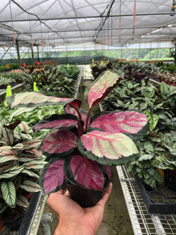 Calathea 'Silvia' in a 4571 inch pot