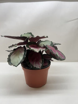 Calathea 'Silvia' in a 6 inch pot