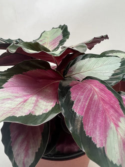 Calathea 'Silvia' in a 6 inch pot