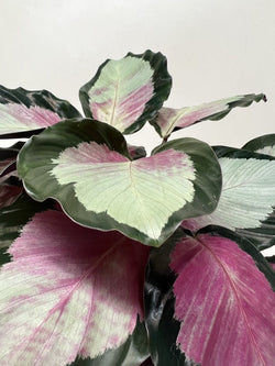 Calathea 'Silvia' in a 6 inch pot