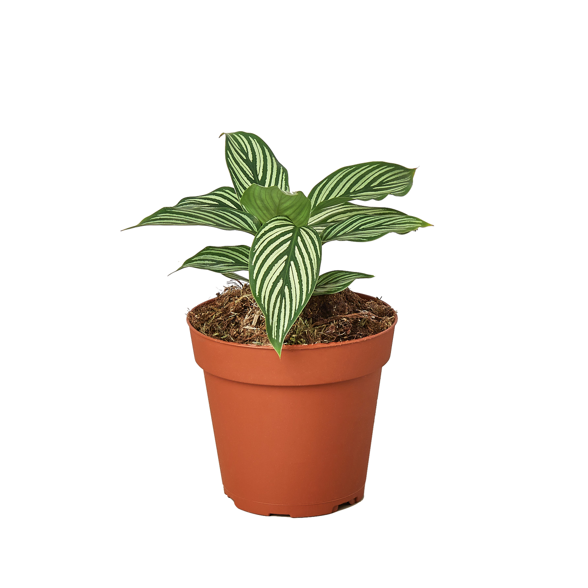 Calathea 'Vittata' in a 4 inch pot
