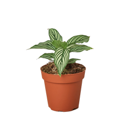 Calathea 'Vittata' in a 4 inch pot
