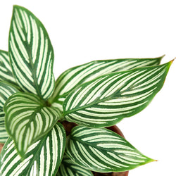 Close-up of Calathea 'Vittata' leaves