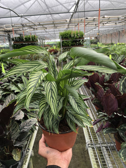 Calathea 'Vittata' in a 6 inch pot