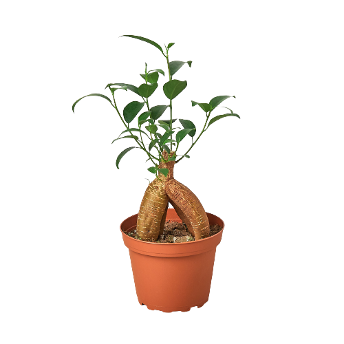 Ficus 'Ginseng' in a 4 inch pot