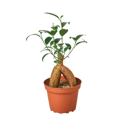 Ficus 'Ginseng' in a 4 inch pot