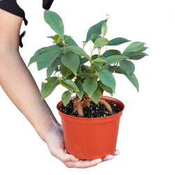 Ficus 'Ginseng' in a 6 inch pot, held in hand