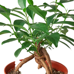 Close-up of Ficus 'Ginseng' leaves