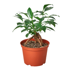 Ficus 'Ginseng' in a 6 inch pot