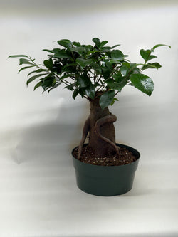 Ficus 'Ginseng', photo 5