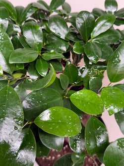 Ficus 'Ginseng', photo 6