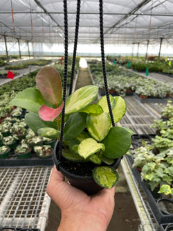 Hoya Lisa 4 inch plant held in hand, cream-centered leaves