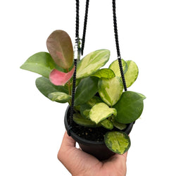 Variegated Hoya Lisa leaves with green edges and cream centers