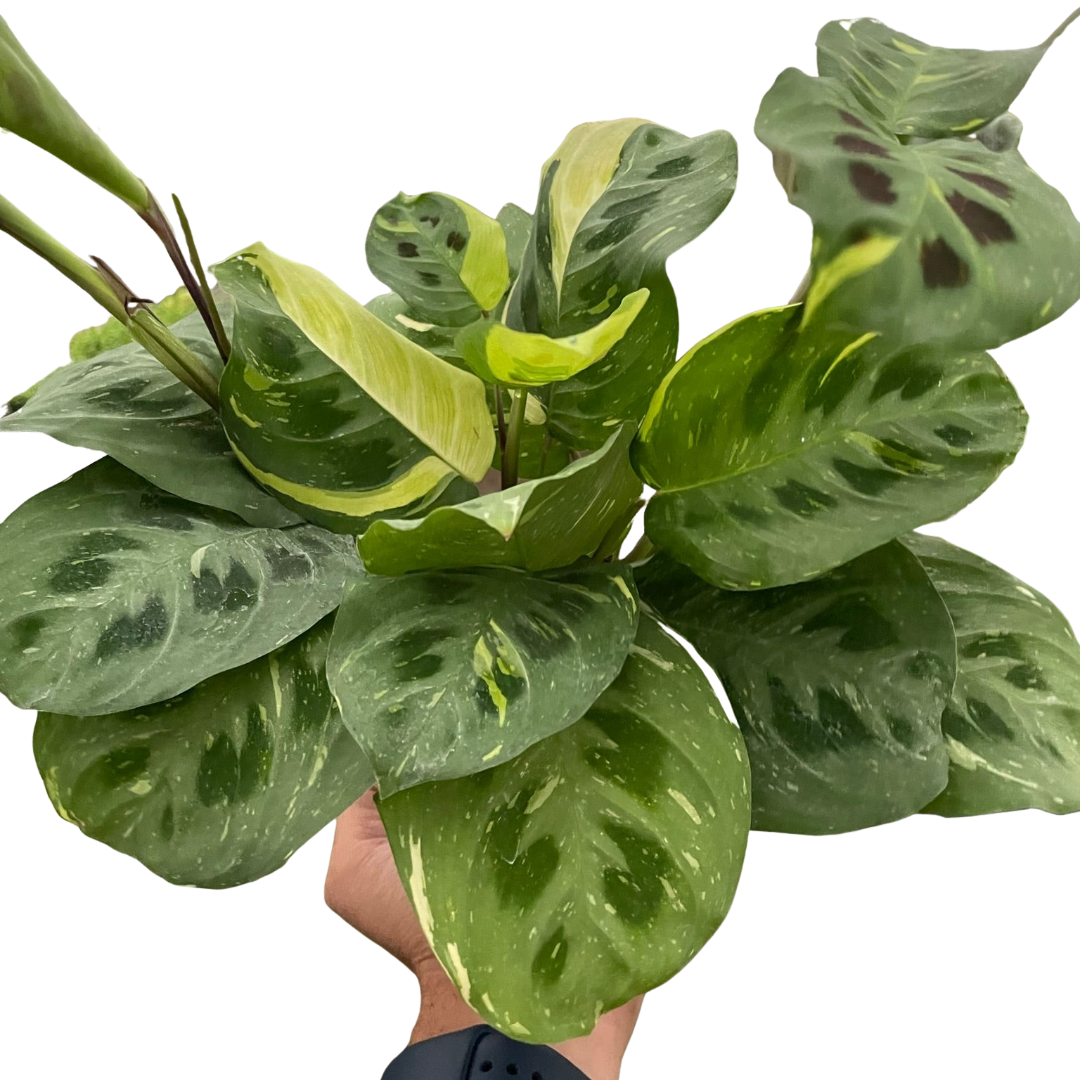 Maranta 'Beauty Kim' in a 4 inch pot