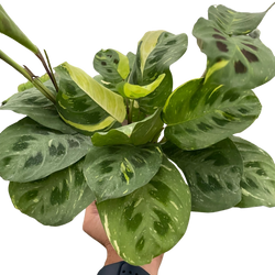 Maranta 'Beauty Kim' in a 4 inch pot