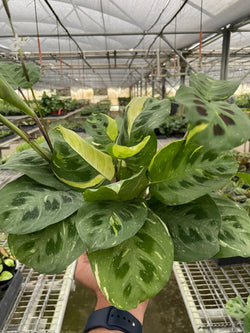 Maranta 'Beauty Kim' in a 4 inch pot