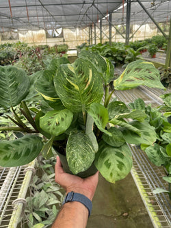 Maranta 'Beauty Kim' in a 6 inch pot
