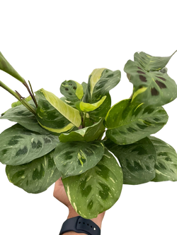 Maranta 'Beauty Kim' in a 4 inch pot
