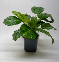 Maranta 'Beauty Kim', photo 5
