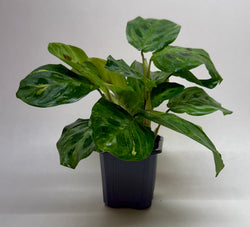 Maranta 'Beauty Kim', photo 6