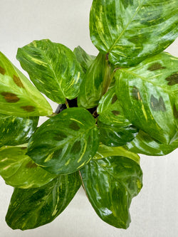Maranta 'Beauty Kim', photo 7