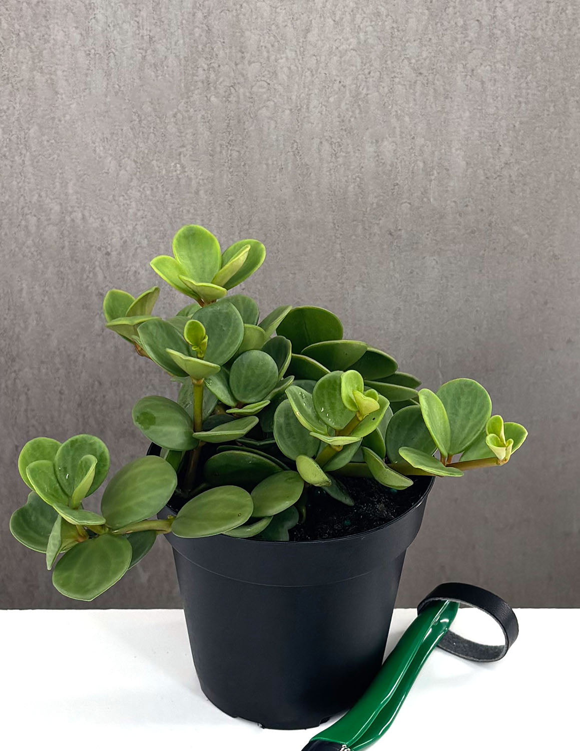 Peperomia Hope in 4 inch nursery grow pot on neutral background