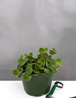 Peperomia Hope cascading circular foliage in grow pot