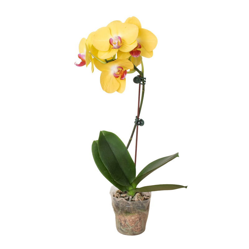 Phalaenopsis Orchid in Color (Yellow, Orange or Purple)